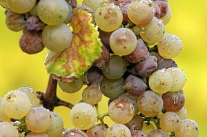 350px-Botrytis_riesling