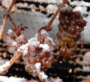 655px-Ice_wine_grapes